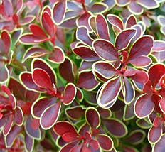 Барбарис тунберга Короніта / Berberis thunbergii Coronita, фото 2