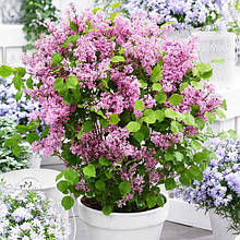 Бузок Флауерфеста Пінк / Syringa meyeri Flowerfesta Pink