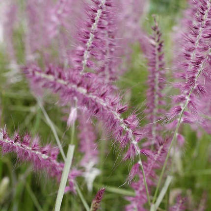 Пеннісетум східний Фламінго / Pennisetum Flamingo / Р12, фото 1