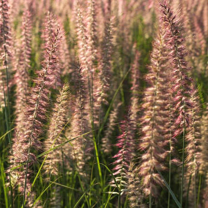 Пеннісетум східний Фламінго / Pennisetum Flamingo / Р12, фото 2