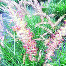 Пеннісетум східний Фламінго / Pennisetum Flamingo / Р12, фото 4