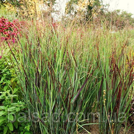 Просо прутовидне Сангрія / Panicum virgatum Sangria / Р12, фото 4
