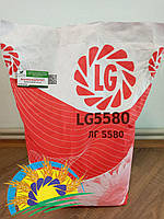 ЛГ5580/LG5580 (оригинал) (урожай 2020) - семена подсолнечника (150000 шт). Среднеранний гибрид. Limagrein