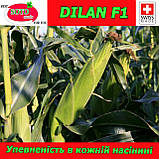 Насіння, кукурудза цукрова ДІЛАН F1 / DILAN F1 (Швейцарія), 5 000 насіння, ТМ Soto Seeds, фото 2