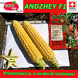 Насіння, кукурудза цукрова АНДЖЕЙ F1/ANDZHEY F1 (Швейцарія), 5 000 насіння, ТМ Soto Seeds, фото 2