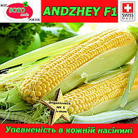 Насіння, кукурудза цукрова АНДЖЕЙ F1/ANDZHEY F1 (Швейцарія), 1 000 насіння, ТМ Soto Seeds