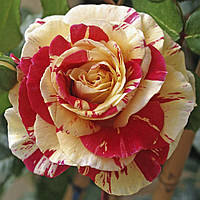 Роза плетистая/вьющаяся Vanille Fraise, саженцы. Цвет не выгорает!