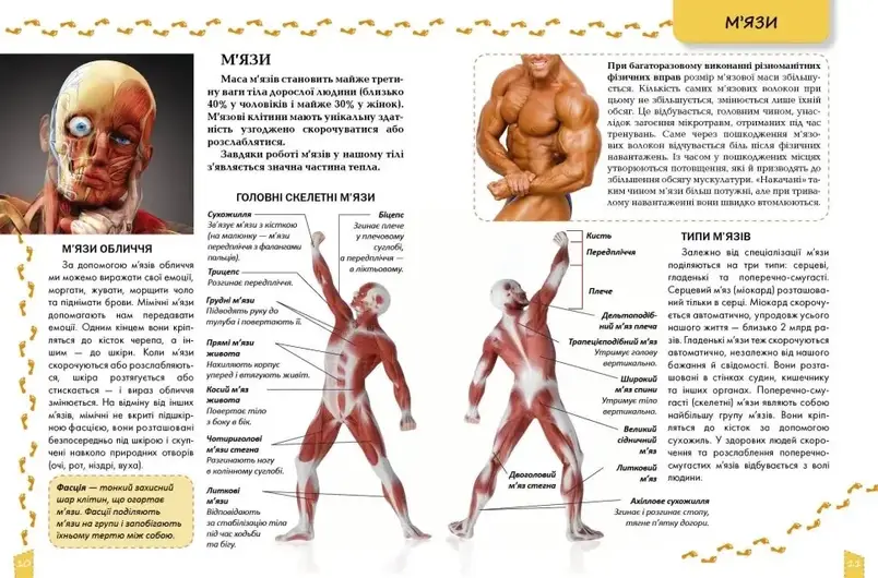 Книга "Енциклопедія для допитливих: Про тіло людини" | Талант, фото 3