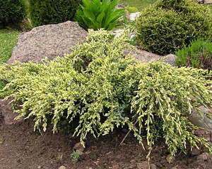 Ялівець лускатий Холгер (Juniperus squamata Holger) a - 60-80 см в горщику С7,5/С10 л