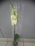 Гіршкова рослина Орхідея Фаленопсис 1, фото 2