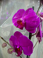 Гіршкова рослина Орхідея Фаленопсис 6