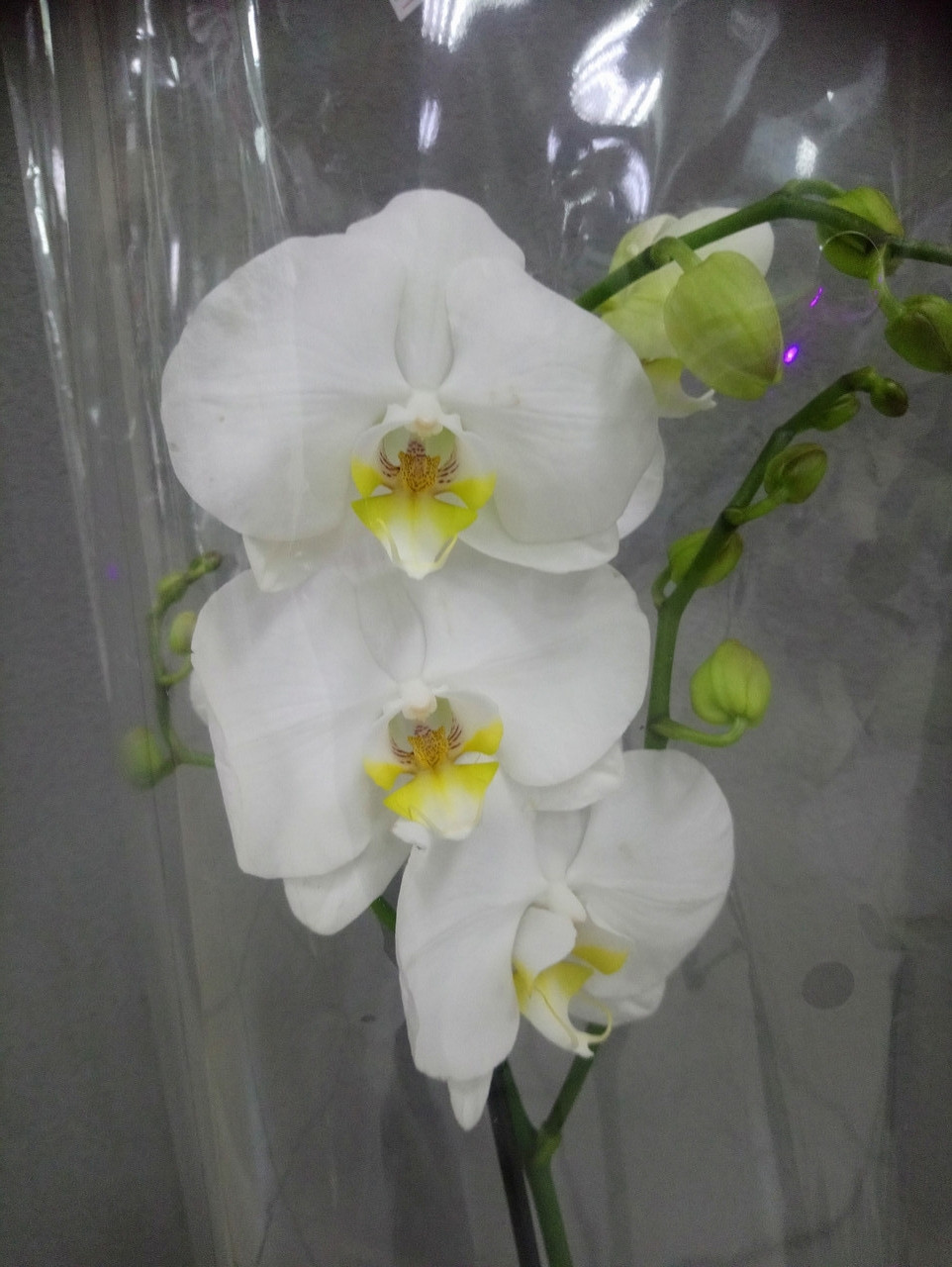Гіршкова рослина Орхідея Фаленопсис 7