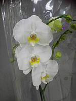 Гіршкова рослина Орхідея Фаленопсис 7