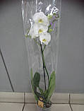 Гіршкова рослина Орхідея Фаленопсис 7, фото 2