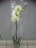 Гіршкова рослина Орхідея Фаленопсис 9, фото 2