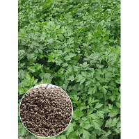 Петрушка Гігант де Італія вагова (ціна за 100 г) Україна