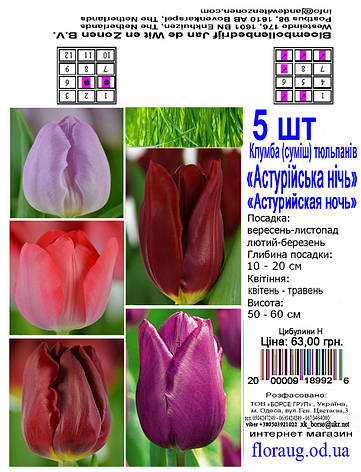 Клумба Тюльпанів Астурійська Ніч, 5 шт. Голландія., фото 2