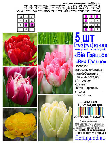 Клумба Тюльпанов Виа Граццо, 5шт. Голландия., фото 2