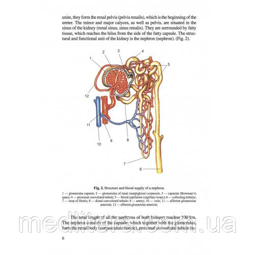 Сапин Никитюк Анатомия человека (на английском языке) Учебник для студентов "Textbook of human anatomy - фото 3 - id-p1484013337