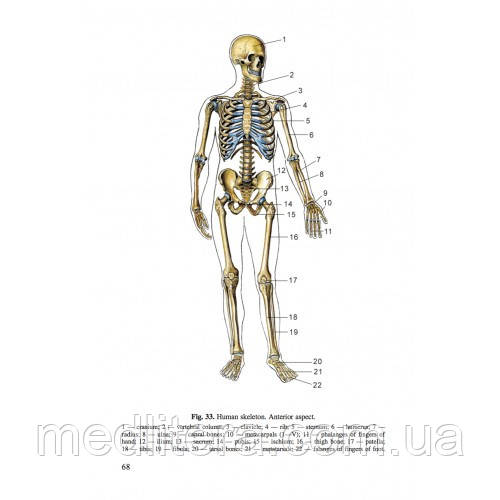 Сапин Никитюк Анатомия человека (на английском языке) Учебник для студентов "Textbook of human anatomy - фото 2 - id-p1484013337