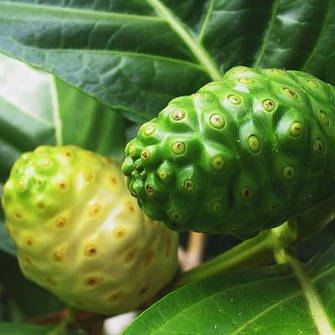 Ноні (Noni)