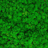 Стабілізірований Лишайник ягель НОРВЕГІЯ