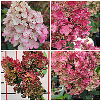 Гортензія волотиста Фрамбозіні / Hydrangea paniculata Framboisine ® 'Rensam' С10/Н70-100