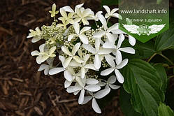 Hydrangea paniculata 'Great Star', Гортензія волотиста 'Грейт Стар',C2 - горщик 2л