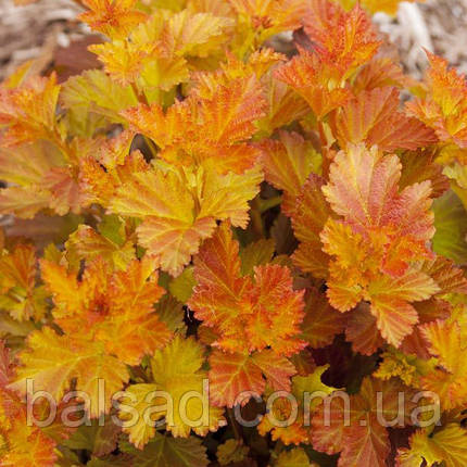 Пухироплідник Амбер Джубіле / Physocarpus Amber Jubilee, фото 1