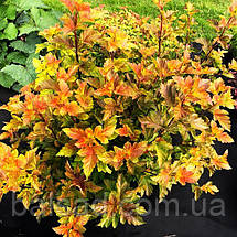 Пухироплідник Амбер Джубіле / Physocarpus Amber Jubilee, фото 5