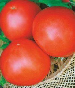 Насіння томатів Шанс