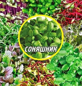 Насіння Соняшнику для мікрозелені, фото 2