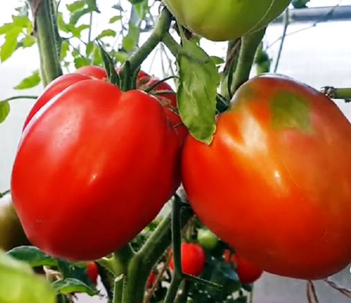 Насіння томатів Велика дівчинка