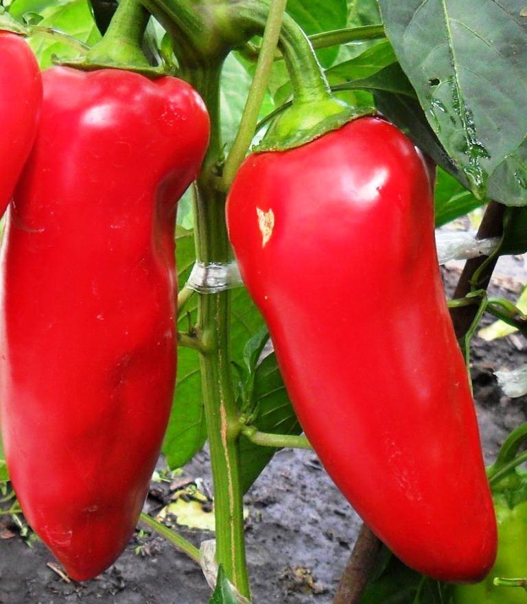 Насіння перцю Волове вухо