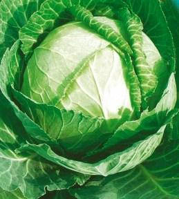 Насіння капусти Зимівка, фото 1