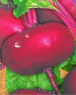 Насіння буряка Єгипетська плоска