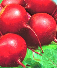 Насіння буряка Червона куля (імп.)