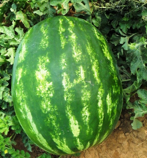 Насіння кавуна Продюсер