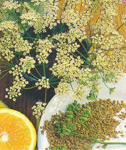 Насіння Аніс