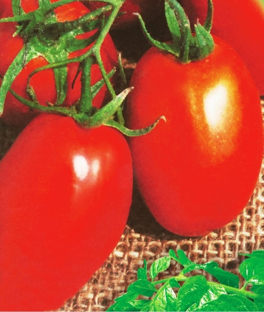 Семена томатов Новинка Приднестровья - фото 1 - id-p623373783