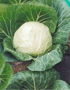 Насіння капусти Козачок F1, фото 1