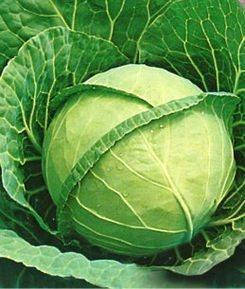 Насіння капусти Білоруська 455, фото 1