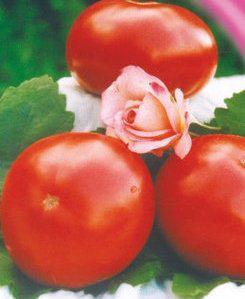 Насіння томатів Санька