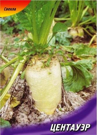 Насіння буряка кормового Центауер 100 г, фото 1