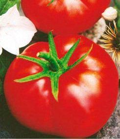 Насіння томатів Джина