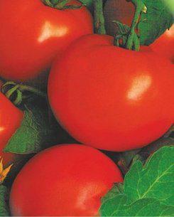 Насіння томатів Кременчуцький