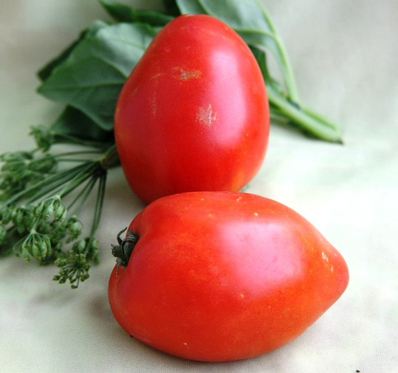 Насіння томатів Маруся