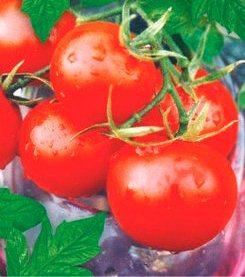 Насіння томатів Фініш