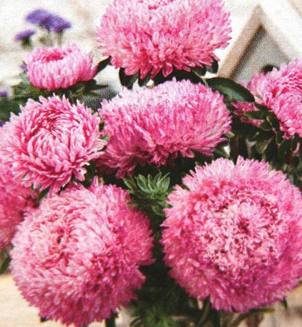 Айстра Сиренга сріблисто-рожева 20 шт. (зіп), фото 1