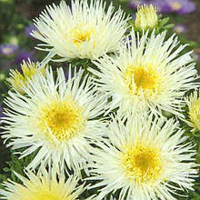 Айстра Сі Старлет жовта 20 шт.